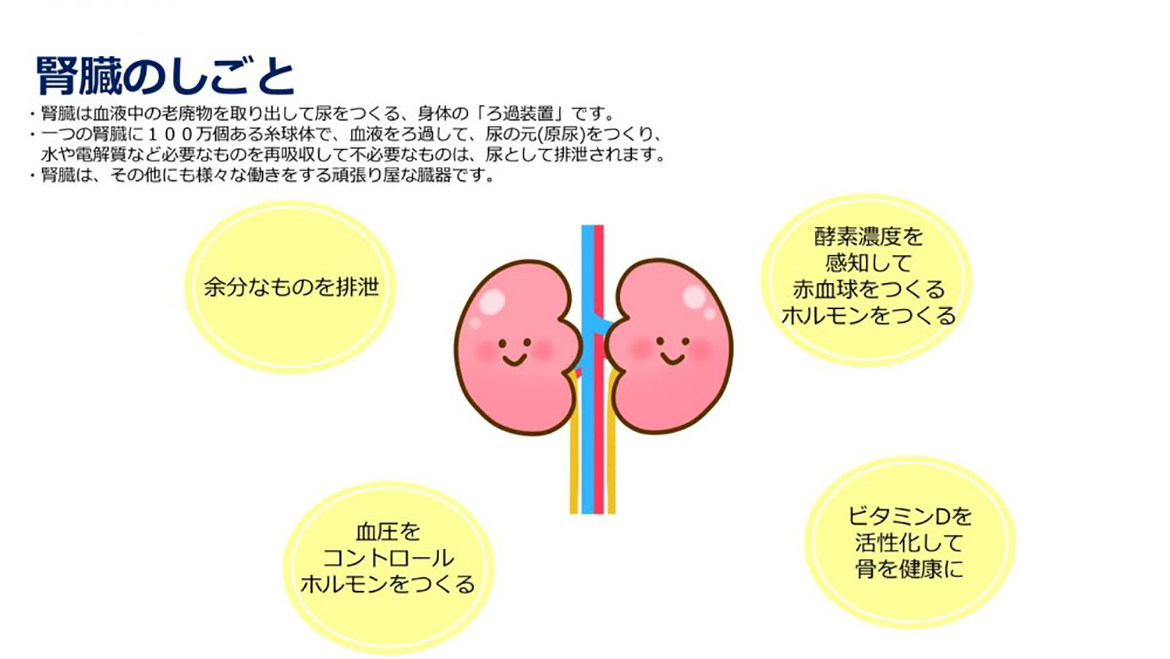 腎臓の働き